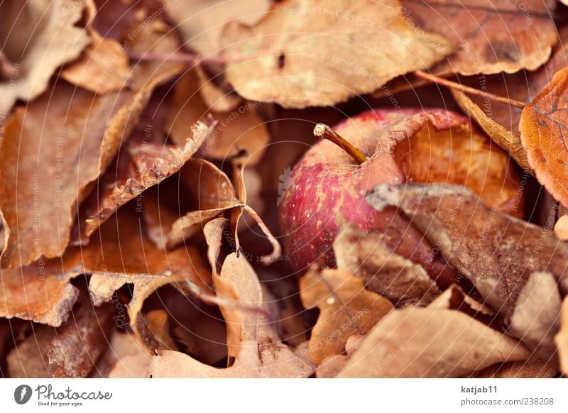 apple Food Fruit Apple Nature Leaf Old Juicy Red Spoiled Transience Colour photo Exterior shot Macro (Extreme close-up) Day Autumn Autumnal Deserted Bum around