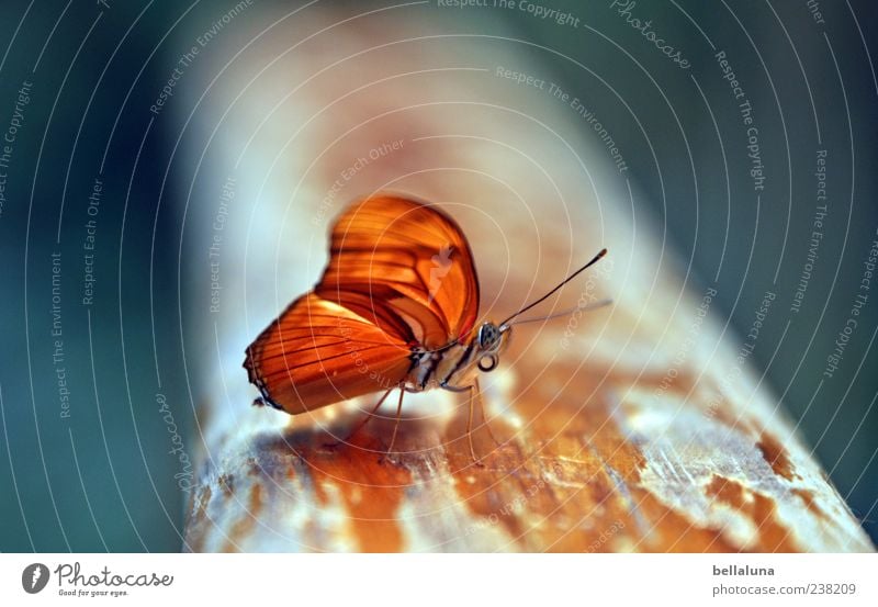 orange Nature Animal Summer Beautiful weather Wild animal Butterfly Wing 1 Sit Esthetic Exceptional Simple Elegant Exotic Fantastic Free Uniqueness Near Natural