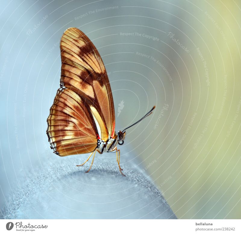 I have beautiful wings! Nature Animal Summer Beautiful weather Wild animal Butterfly Wing 1 Sit Esthetic Exceptional Authentic Simple Elegant Exotic Fantastic