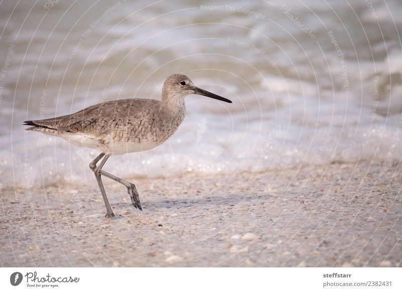 Common Snipe Shorebird Gallinago gallinago Ocean Waves Coast Beach Animal Wild animal Bird 1 Brown Common snipe shorebird Foraging Mussel shell seashells