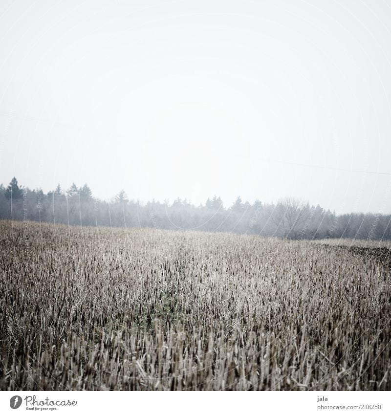 field Nature Landscape Plant Sky Winter Bad weather Fog Tree Grass Field Forest Cold Gloomy Colour photo Subdued colour Exterior shot Deserted Copy Space top