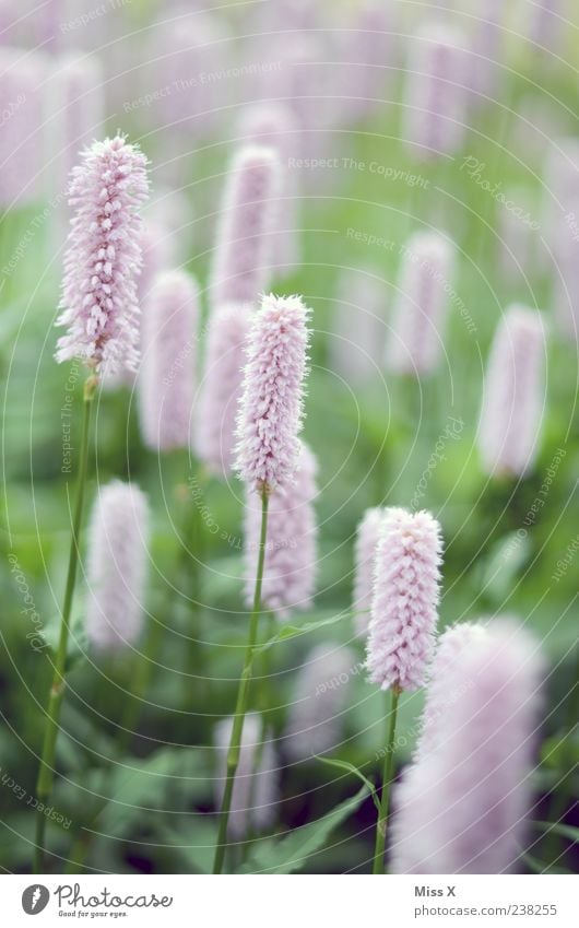 fluffy Plant Spring Flower Leaf Blossom Meadow Blossoming Fragrance Growth Pink Colour photo Exterior shot Close-up Graceful Delicate Flower meadow Many