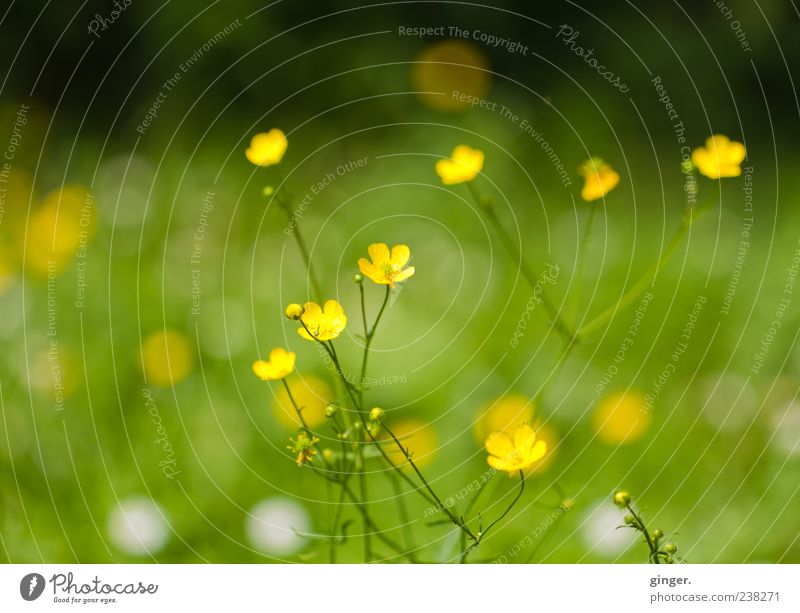 summer meadow Environment Nature Plant Summer Beautiful weather Flower Grass Wild plant Garden Meadow Glittering Faded Growth Yellow Green White Tricolour