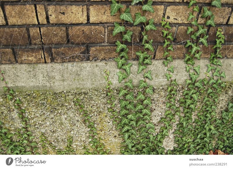 intrigues ... Building Wall (barrier) Wall (building) Stone Concrete Green Growth Ivy Colour photo Subdued colour Exterior shot Deserted Tendril Creeper