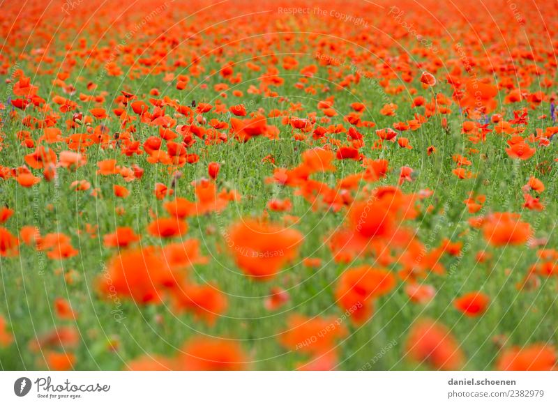 thousands Nature Plant Summer Flower Blossom Poppy field Green Red Colour Transience Colour photo Multicoloured Deserted