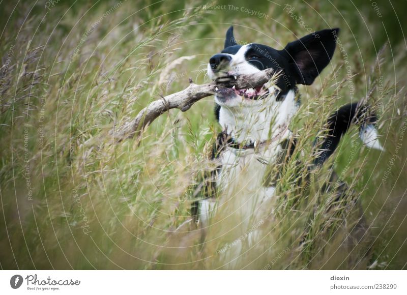 grasshopper Environment Nature Landscape Plant Grass Stick Branch Meadow Dog Animal face Pelt 1 Walking Running Playing Jump Happiness Natural Wild Joy