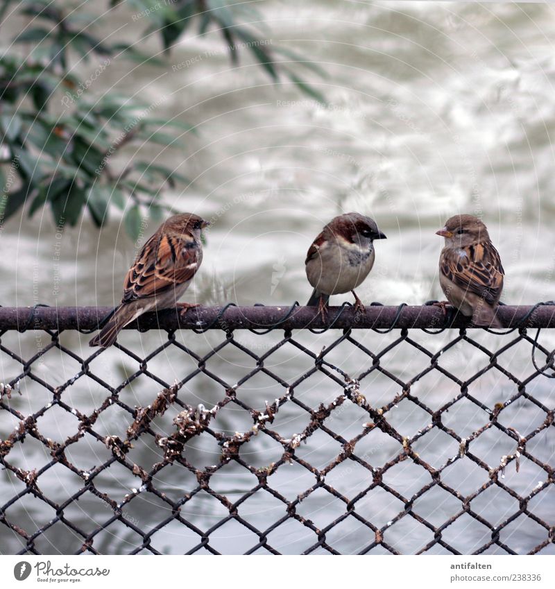 onlooker interview Animal Bird Animal face Wing Sparrow 3 Group of animals Fence Brown Gray Green Water Colour photo Exterior shot Close-up Deserted Day Blur