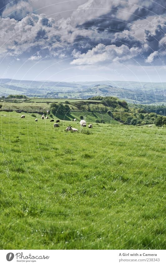 all things green and beautiful Nature Landscape Sky Clouds Storm clouds Spring Weather Grass Hill Exceptional Natural Gray Green Horizon Derbyshire England