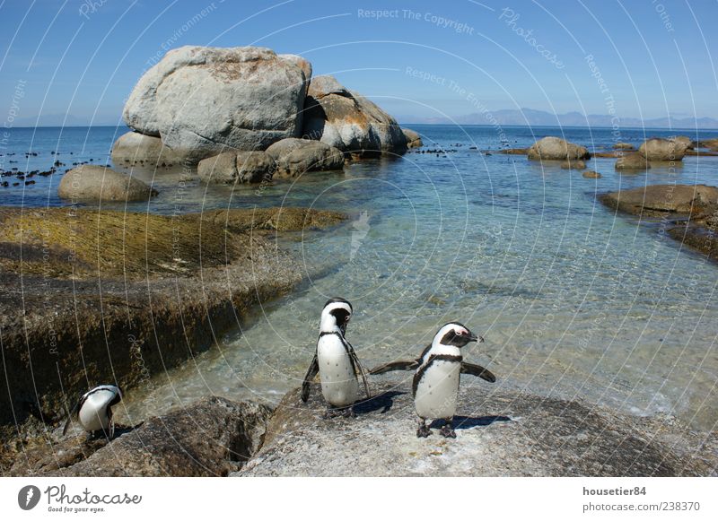 Penguin beach in South Africa (Simonstown) Vacation & Travel Freedom Expedition Summer Beach Ocean Waves Environment Nature Landscape Animal Water Sky