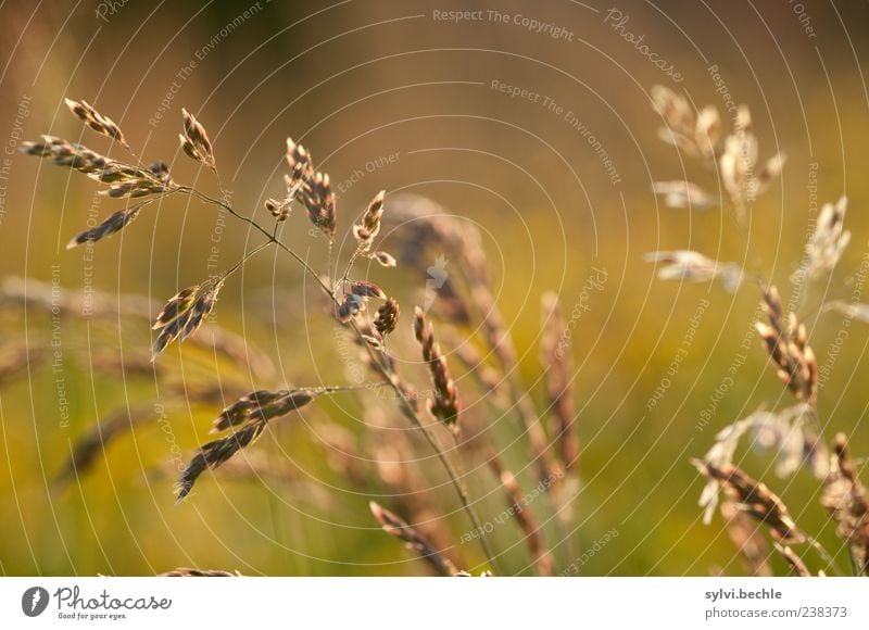 Happy 200, dear Bella! Environment Nature Plant Summer Grass Illuminate Growth Brown Yellow Gold Delicate Colour photo Multicoloured Exterior shot Close-up