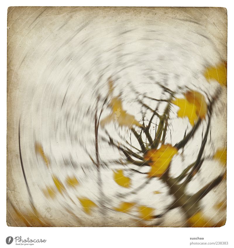 happy 200 for bella ... Environment Nature Air Sky Autumn Climate Weather Wind Gale Tree Yellow Branch Leaf Rotate Colour photo Subdued colour Experimental