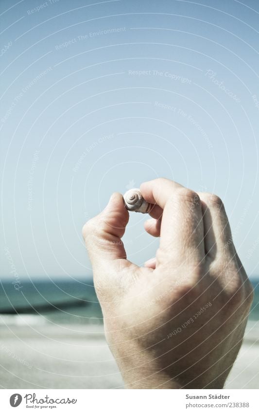 Floating flotsam for Bella Environment Cloudless sky Beautiful weather Touch Mussel Flotsam and jetsam Beach Coast Baltic Sea Find Hand Masculine Summer Ocean