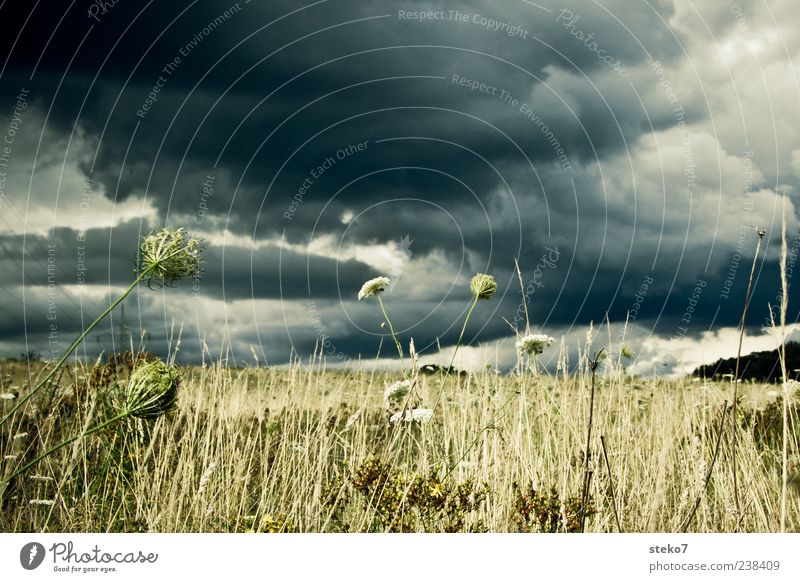 against the rain Landscape Sky Storm clouds Grass Foliage plant Field Dry Gray Green Apocalyptic sentiment Calm Gale Exterior shot Deserted Day Gray clouds