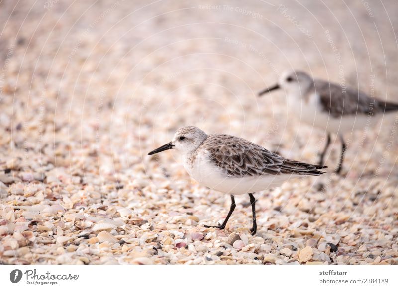 Western Sandpiper shorebirds Calidris mauri Beach Ocean Nature Animal Coast Wild animal Bird 1 Brown Western sandpiper avian wading bird coastal forage