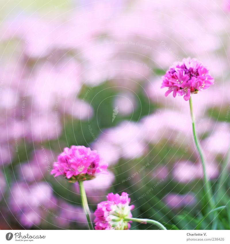 pink Plant Spring Flower Blossom Common thrift Esthetic Beautiful Natural Green Pink Spring fever Simple Elegant Colour Nature Calm Colour photo Exterior shot