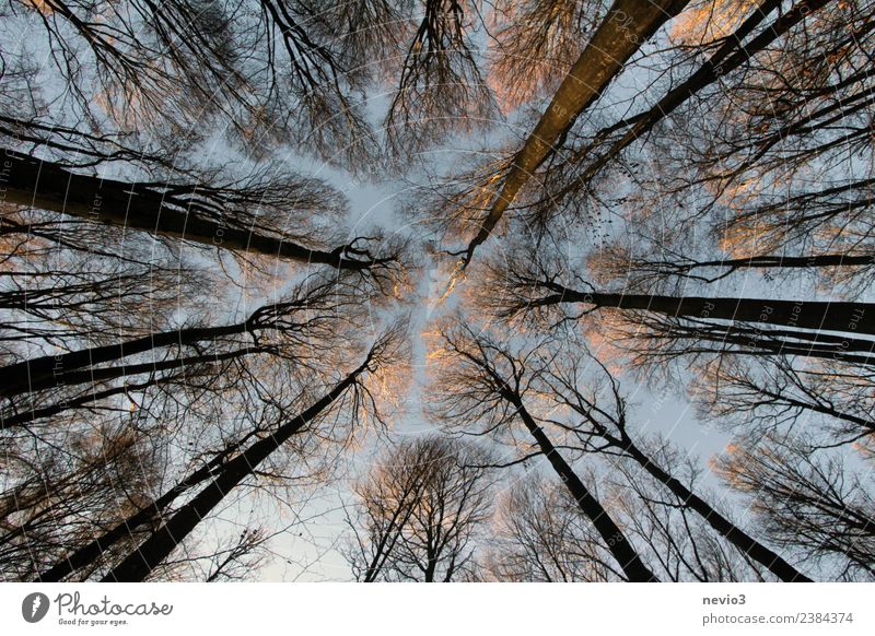 Trees rising towards the sky in the deciduous forest Environment Nature Landscape Plant Spring Forest Brown Spring fever Mixed forest Deciduous forest
