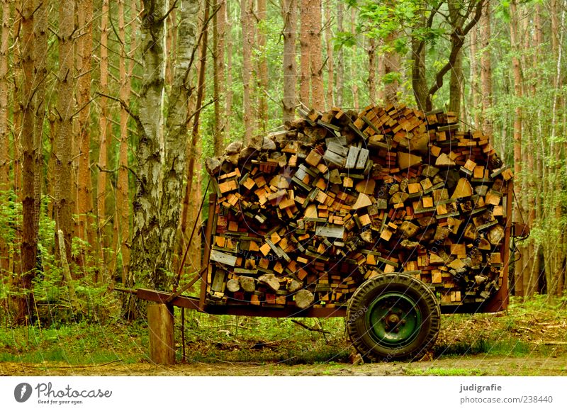 1500 A lot of wood. Environment Nature Landscape Plant Tree Forest Trailer Many Fuel Wood Wooden board Carriage Stack Collection Firewood Colour photo