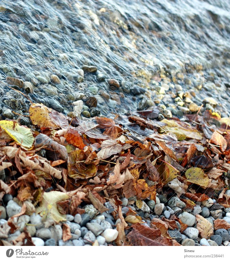 Shore in autumn Water Autumn Leaf River bank Pebble Natural Nature Pure Calm Transience Colour photo Exterior shot Deserted Day Autumn leaves Flow Reflection