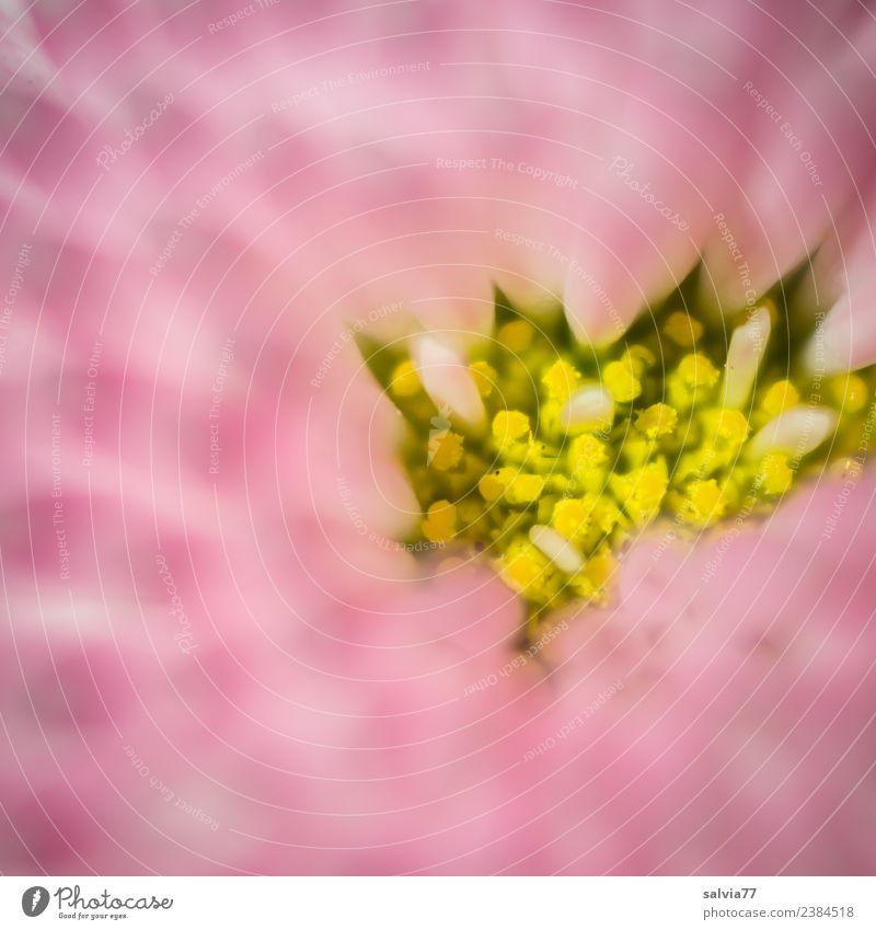yellow island Nature Plant Spring Flower Blossom Daisy Pollen Pistil Garden Fragrance Pattern Pink Colour photo Exterior shot Macro (Extreme close-up)