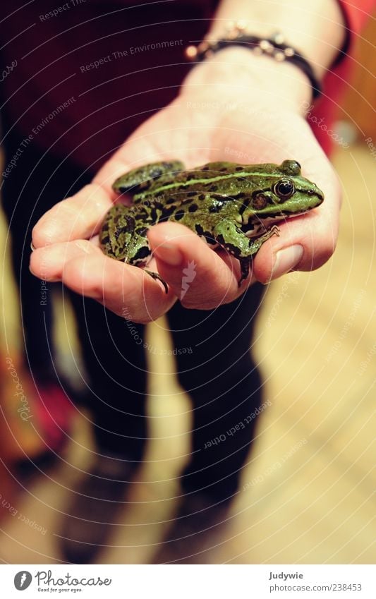 A handful of frogs Hand Fingers Nature Animal Wild animal Frog Discover To hold on Carrying Natural Green Fairy tale Prince Indicate Tree frog Amphibian