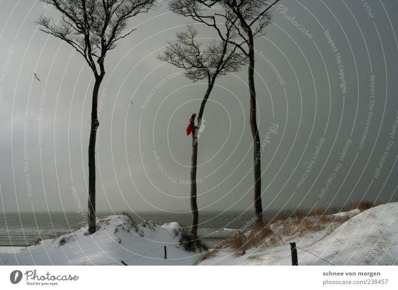 on winter days Snow Coast Baltic Sea Tree Sand Beach Darss Wind Bird Seagull Gray Sky Snowflake Rain Dark Fog Covered Ocean Far-off places Horizon Winter