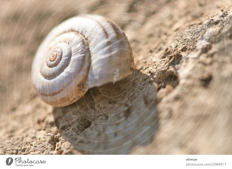 snail shell Nature Snail shell calcareous shell Housing Spiral Rotation Round Stone Network @ Near Unwavering Indifferent Senior citizen Bizarre Design