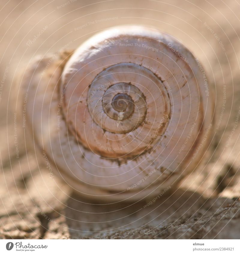 snail shell Snail shell Clockwise calcareous shell Sign House (Residential Structure) @ Housing Spiral Near Round Safety Protection Design Inspiration