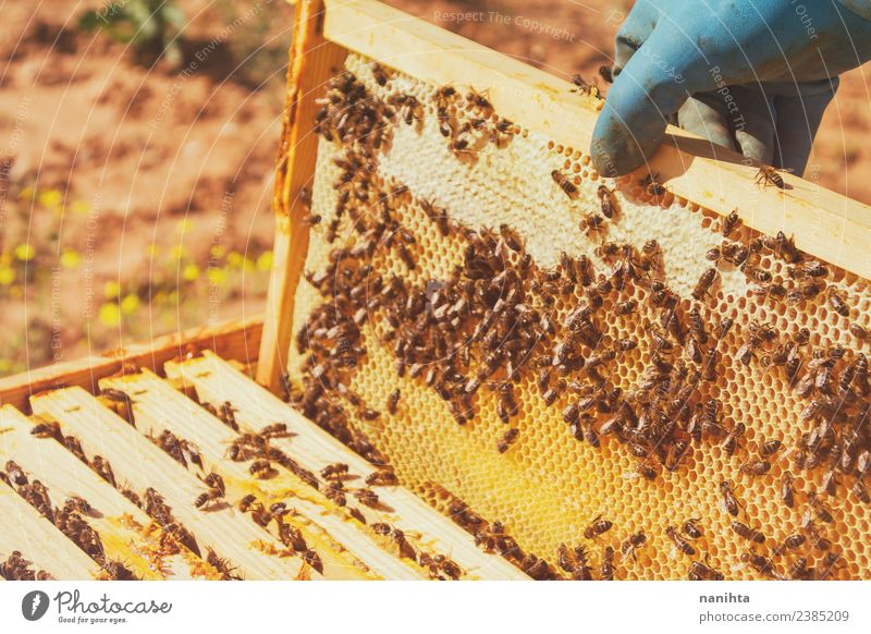 Beekeeper and his bees Food Honey Honey bee Honey-comb Nutrition Lifestyle Design Work and employment Profession Agriculture Forestry Industry Gastronomy Animal