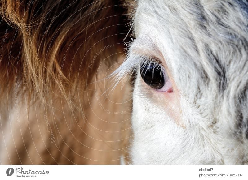 Bull's eye Baby Nature Pink farm animal countryside landscape meadow pasture white black standing beef Large-scale holdings happy dairy London Eye young red