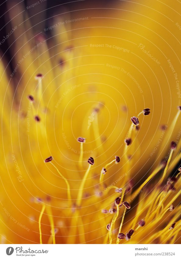 golden feelers Plant Spring Summer Flower Yellow Gold Pistil Blossom Abstract Seed Blur Cute Colour photo Close-up Detail Macro (Extreme close-up)