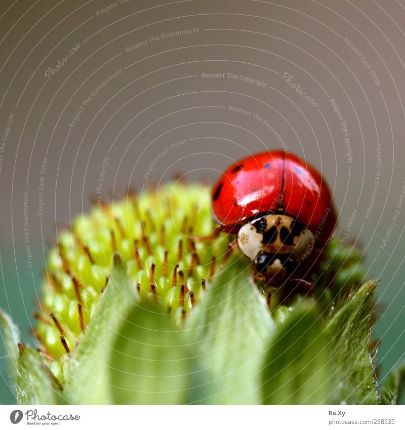 Flying Strawberry Fruit Summer Nature Leaf Agricultural crop Animal Beetle 1 Touch Movement Blossoming Crawl Growth Beautiful Green Red Black Joy
