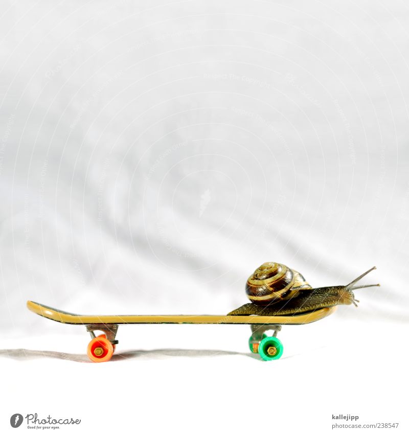 at snail's pace Lifestyle Leisure and hobbies Sports Animal Wild animal Snail 1 Movement Skateboarding finger skateboard Crawl Feeler Snail shell Time Speed
