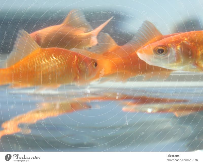 fish sticks Goldfish Aquarium Reflection Water Glass Water wings Swimming & Bathing