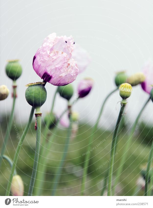 poppy flower Nature Landscape Plant Spring Summer Flower Leaf Blossom Agricultural crop Violet Pink Poppy Poppy blossom Poppy field Poppy capsule Poppy leaf