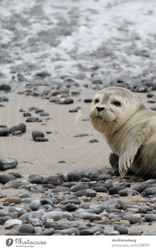Hey, Dude! Beach Animal Seals Seal cub 1 Gray Stone Fin Lie Looking into the camera Small Calm Colour photo Detail Shallow depth of field Animal portrait