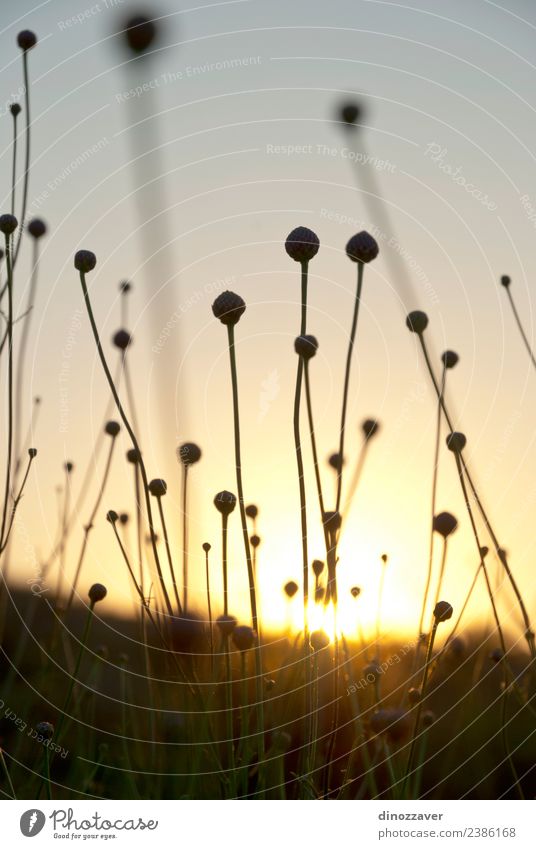 Spears of grass silhouette Summer Sun Nature Landscape Plant Sky Autumn Grass Growth Bright Blue Yellow Colour Sunset oat Wheat field Rye Rural orange Farm