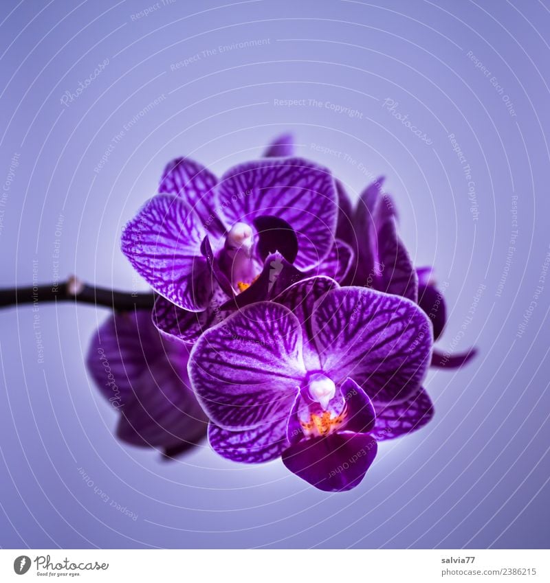 purple orchid Nature Plant Flower Orchid Blossom Exotic Blossoming Esthetic Beautiful Violet Fragrance Colour photo Close-up Deserted Copy Space top