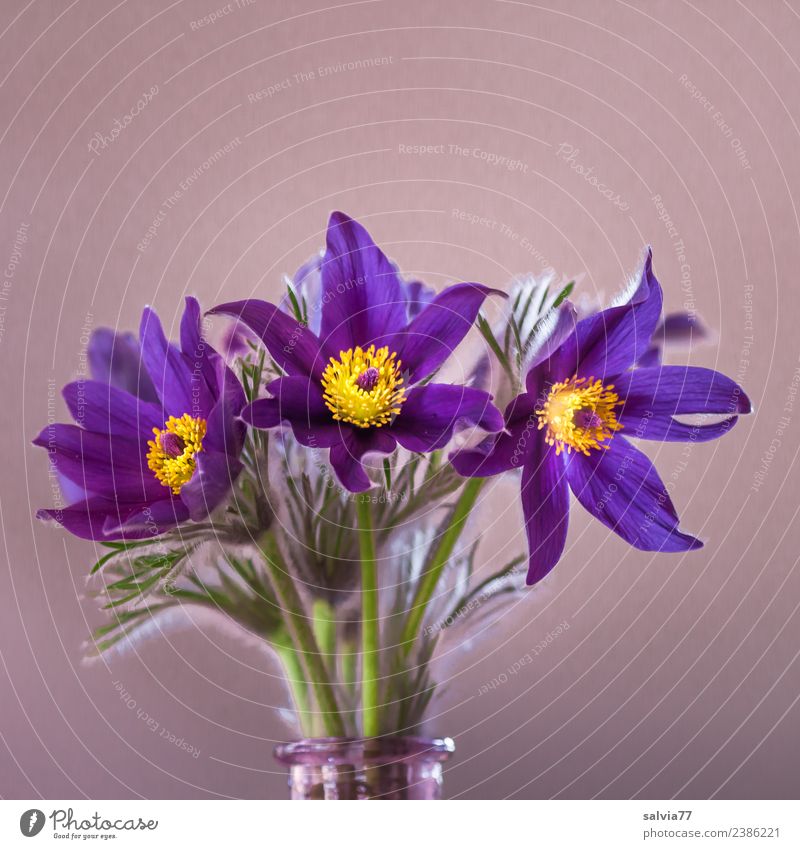 cow clamp Nature Plant Spring Flower Leaf Blossom Wild plant Anemone Garden Blossoming Blue Yellow Green Fragrance Bouquet Colour photo Interior shot Close-up