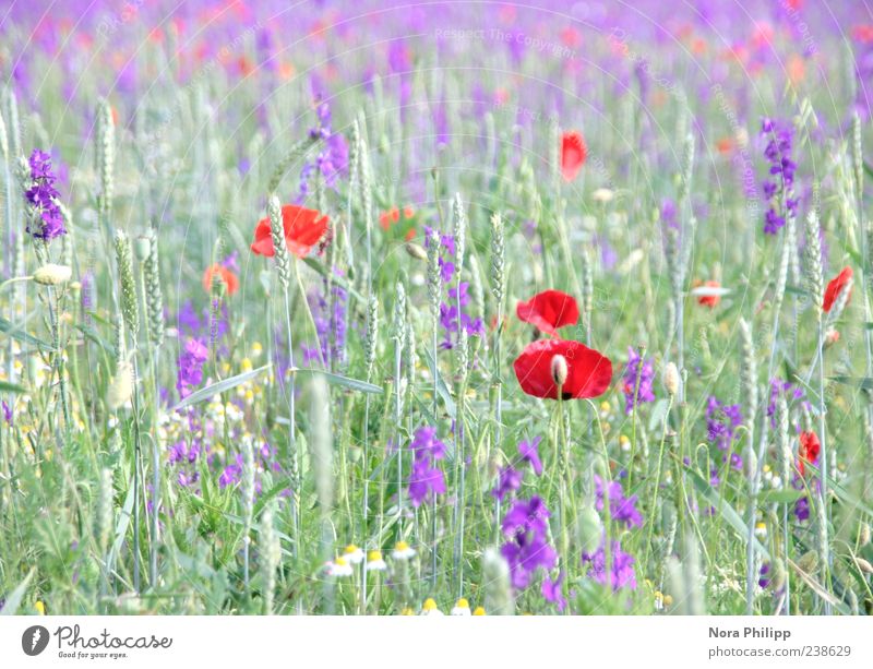 Poppies and more. Summer Environment Nature Plant Sunlight Flower Grass Leaf Blossom Foliage plant Wild plant Poppy Blade of grass Meadow Blossoming