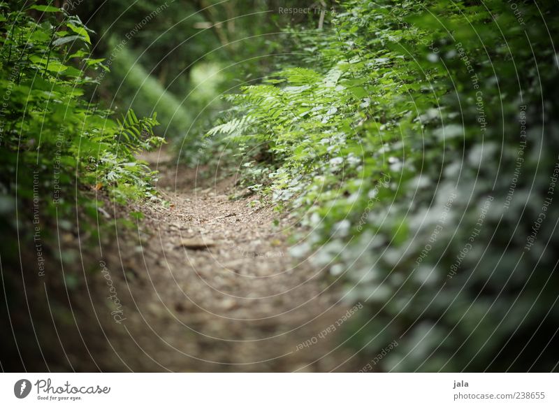 forest path Nature Plant Earth Grass Bushes Ivy Fern Leaf Foliage plant Wild plant Forest Lanes & trails Green Colour photo Exterior shot Deserted Day