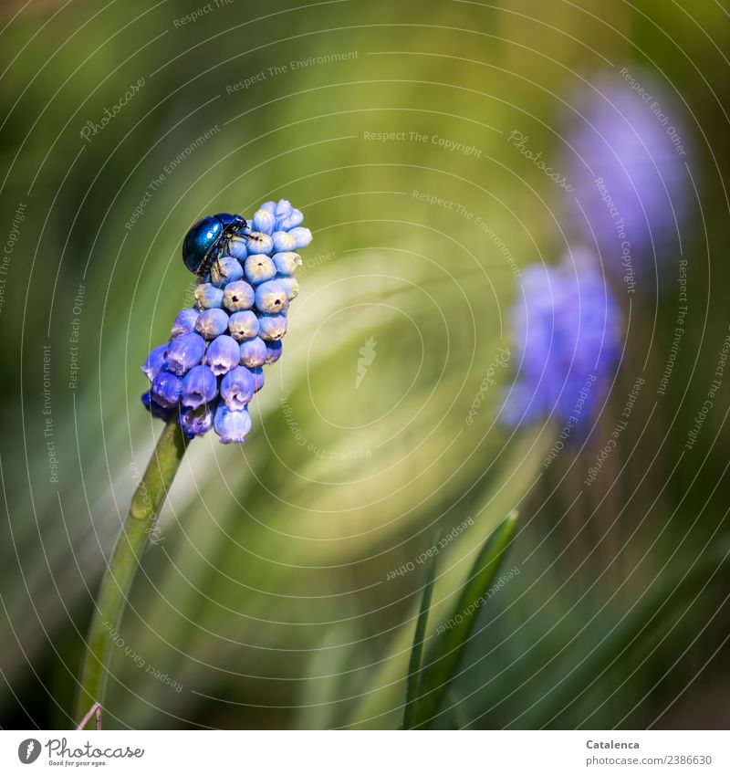 Sky blue leaf beetle crawling up a grape hyacinth Nature Plant Animal Spring Beautiful weather Flower Blossom Hyacinthus Muscari Garden Beetle 1 Blossoming