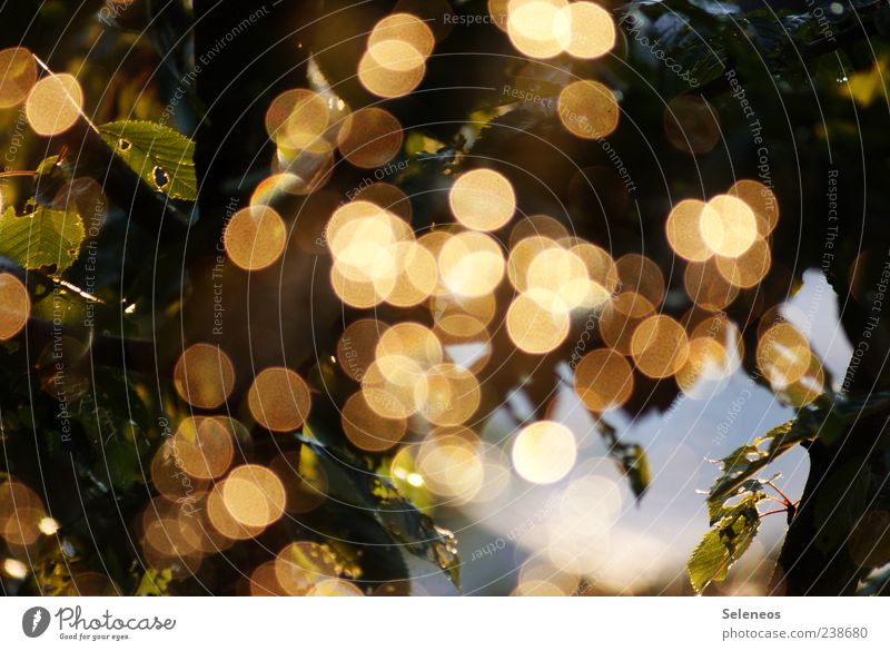 Summer rain at the window (IV) Environment Nature Plant Water Drops of water Spring Climate Weather Rain Leaf Glittering Illuminate Fresh Wet Natural Round Blur