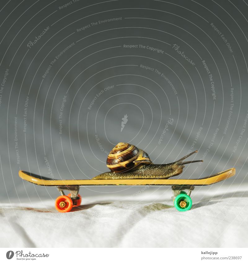 snailboarding Lifestyle Playing Snail Snail shell Skateboard Driving finger skateboard Time Speed Clever Idea Slow motion Roll Target Feeler Crawl Funny