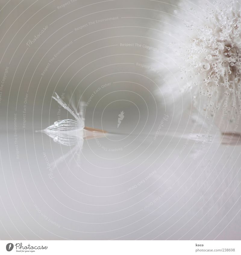 Strange Angels Spring Summer Plant Flower Blossom Dandelion Water Drop Unable to fly Lie Esthetic Fluid Uniqueness Small Wet Brown Gray Silver White Beautiful