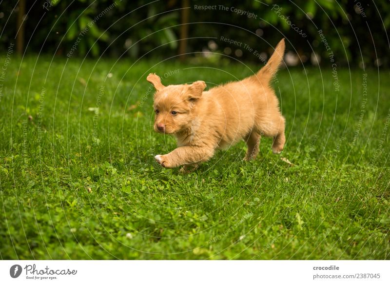 # 744 Puppy Dog Nova Scotia Duck Tolling Retriever Beautiful Cute Clumsy Playing Walking Soft Garden Lawn Colour photo Growth