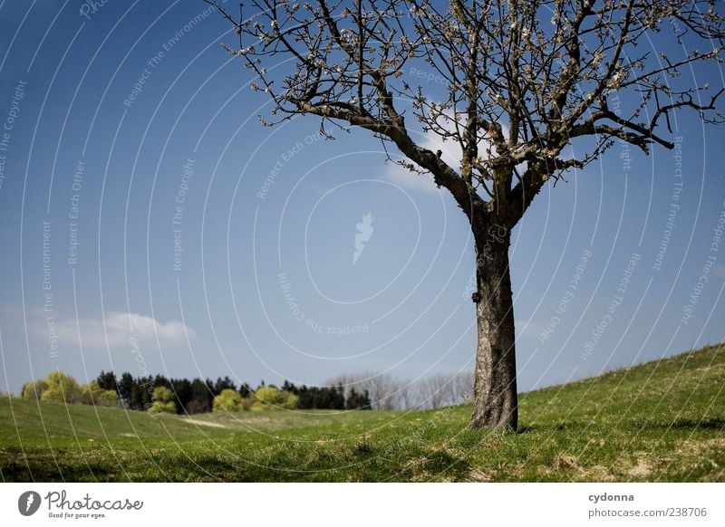 spring Harmonious Well-being Relaxation Calm Trip Far-off places Freedom Environment Nature Landscape Sky Spring Tree Meadow Loneliness Uniqueness Horizon Idyll