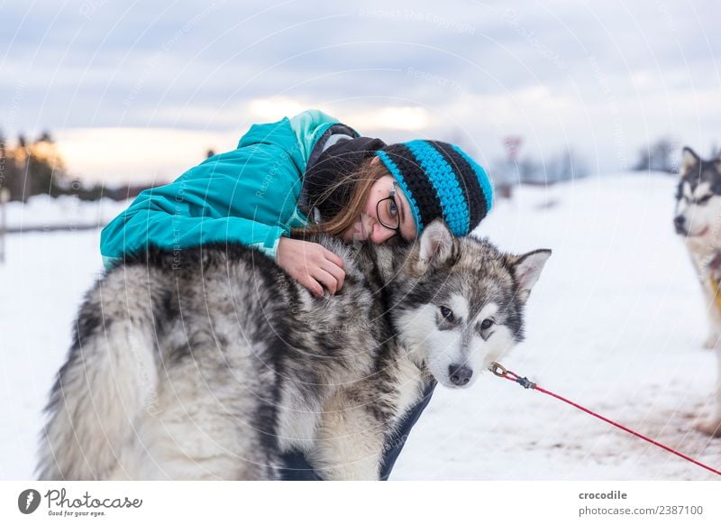 # 762 Husky Dog Young woman Caress Cuddling Winter Snow Sled dog Cap Eyeglasses Blue Shallow depth of field alaskan malamut Farm animal Workaholic Sunset Love