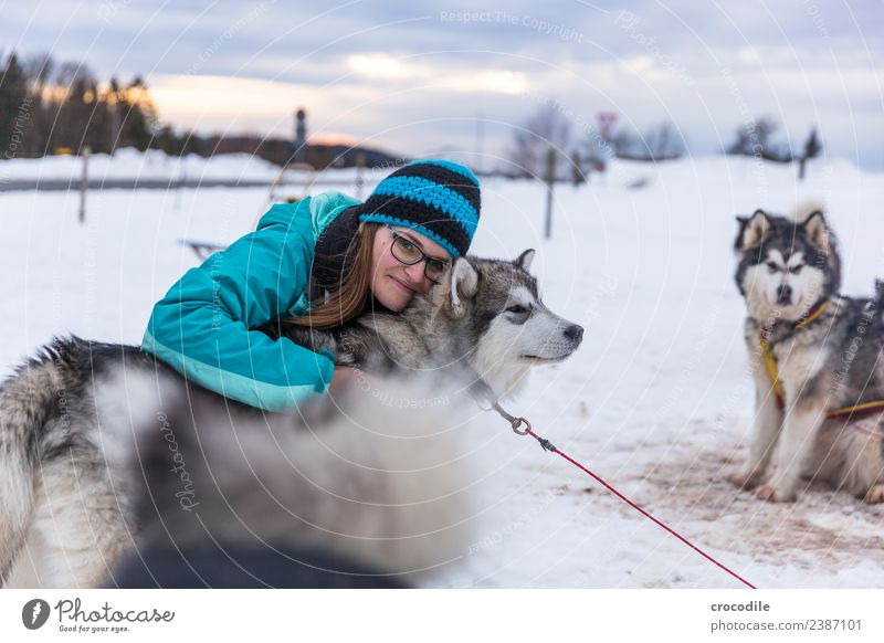 # 761 Husky Dog Young woman Caress Cuddling Winter Snow Sled dog Cap Eyeglasses Blue Shallow depth of field alaskan malamut Farm animal Workaholic Sunset Love