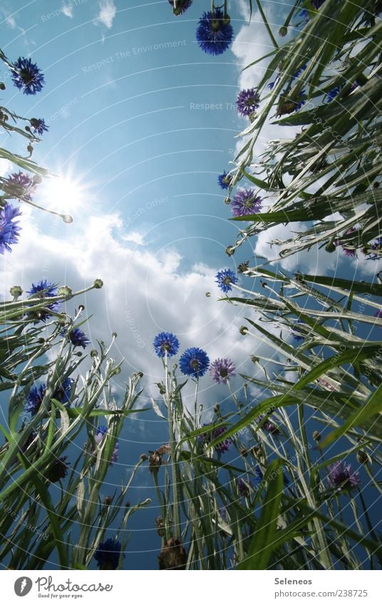 CornFlowersField Environment Nature Landscape Plant Sky Clouds Sun Spring Summer Climate Weather Beautiful weather Blossom Cornflower Garden Meadow Growth