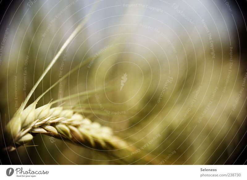 Barley, right? Grain Environment Nature Sky Summer Climate Weather Beautiful weather Plant Agricultural crop Field Growth Near Dry Agriculture Grain field